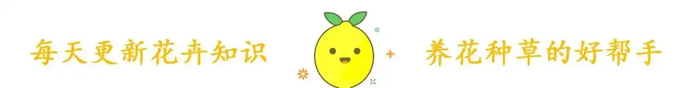 松葉牡丹又叫做松葉牡丹,花朵的樣子與牡丹花相媲美