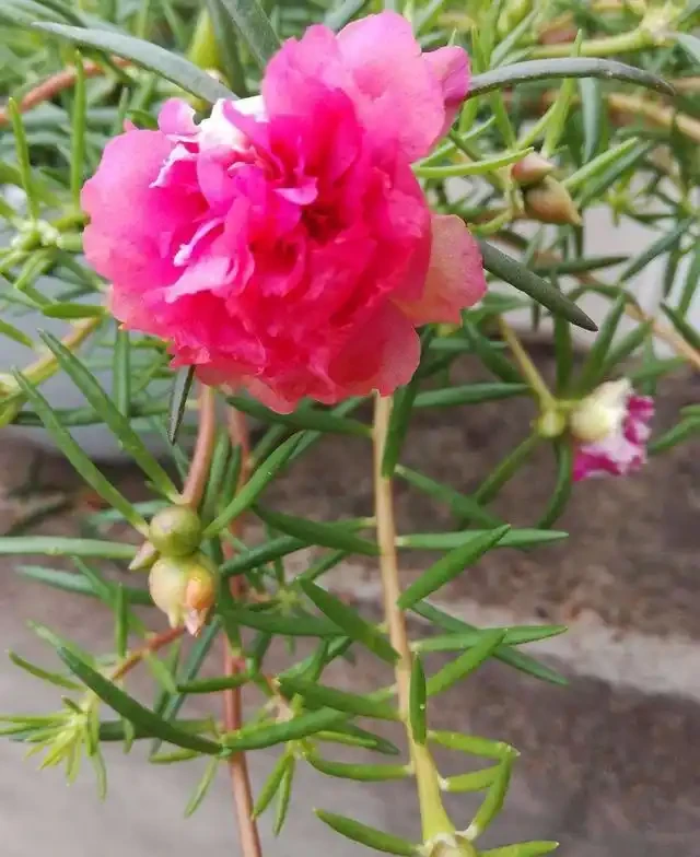 松葉牡丹又叫做松葉牡丹,花朵的樣子與牡丹花相媲美