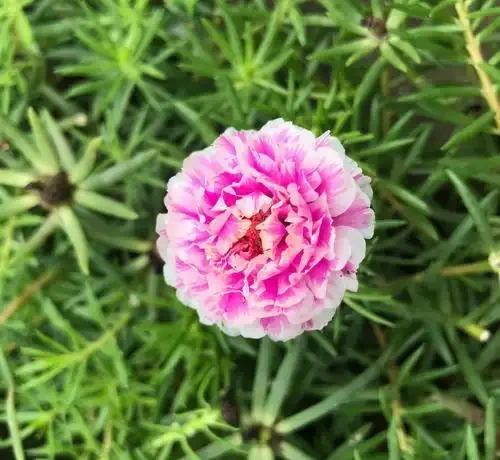 松葉牡丹又叫做松葉牡丹,花朵的樣子與牡丹花相媲美