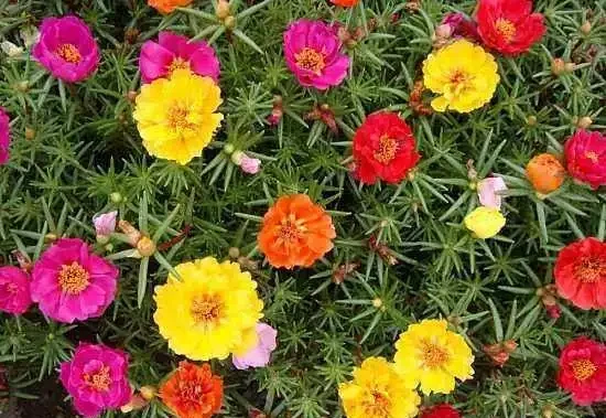 松葉牡丹又叫做松葉牡丹,花朵的樣子與牡丹花相媲美