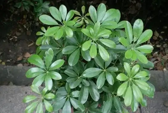 鴨腳木修剪要把握「時機」,快速枝繁葉茂,還能一盆「變」多盆