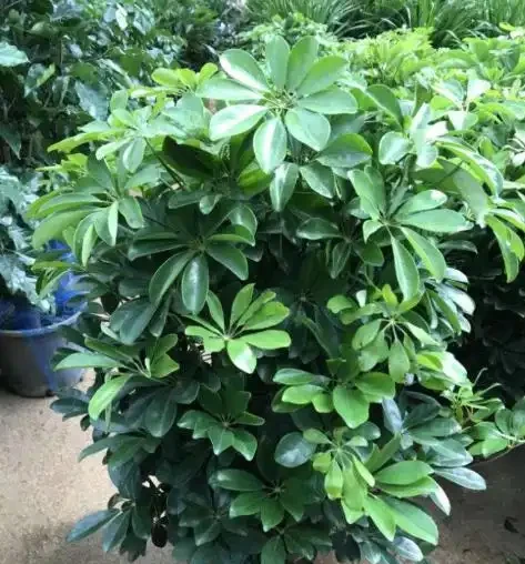 鴨腳木修剪要把握「時機」,快速枝繁葉茂,還能一盆「變」多盆