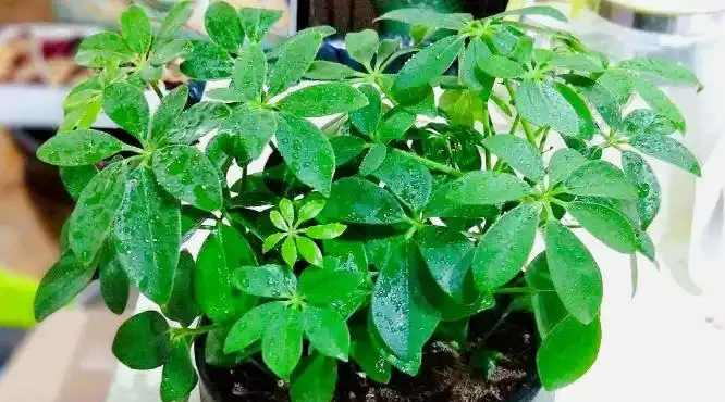 鴨腳木修剪要把握「時機」,快速枝繁葉茂,還能一盆「變」多盆
