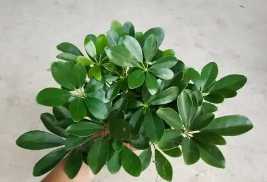 鴨腳木修剪要把握「時機」,快速枝繁葉茂,還能一盆「變」多盆