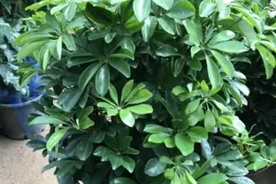 鴨腳木修剪要把握「時機」，快速枝繁葉茂，還能一盆「變」多盆