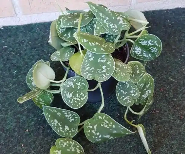 他家養的黃金葛長滿斑點,鄰居卻搶著想養!