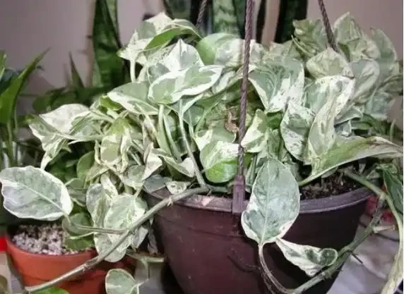 他家養的黃金葛長滿斑點,鄰居卻搶著想養!