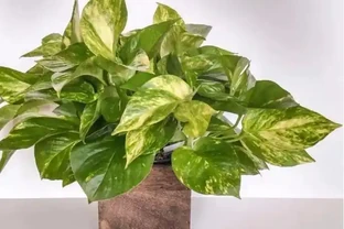 他家養的黃金葛長滿斑點，鄰居卻搶著想養！