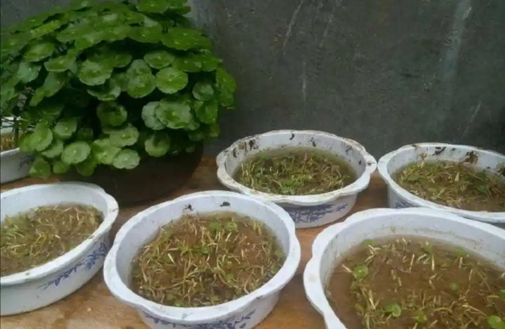 銅錢草長得亂七八糟,用1個方法,讓它長勢旺盛,觀賞性強
