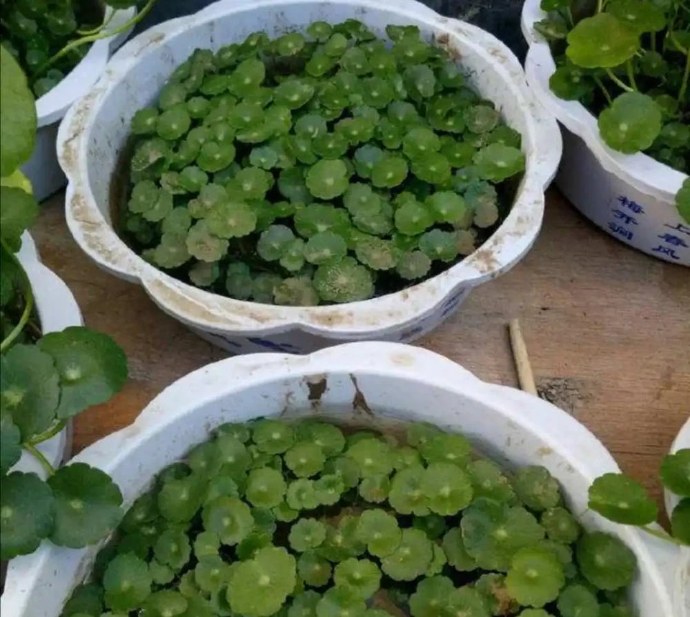 銅錢草長得亂七八糟,用1個方法,讓它長勢旺盛,觀賞性強