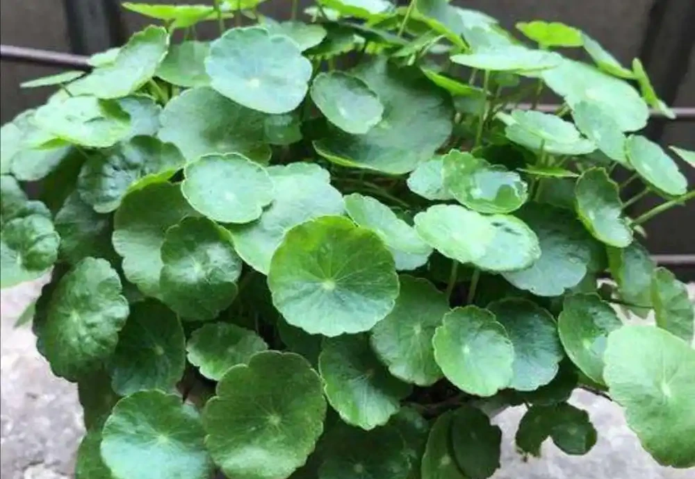 銅錢草長得亂七八糟,用1個方法,讓它長勢旺盛,觀賞性強