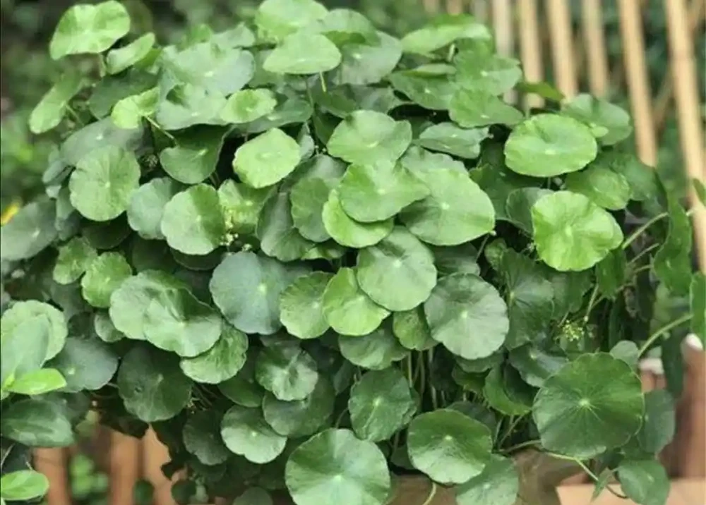 銅錢草長得亂七八糟,用1個方法,讓它長勢旺盛,觀賞性強