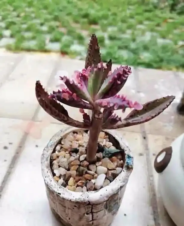 大家公認最好養的十六種花,養一盆旺一盆,你家養了幾種呢?
