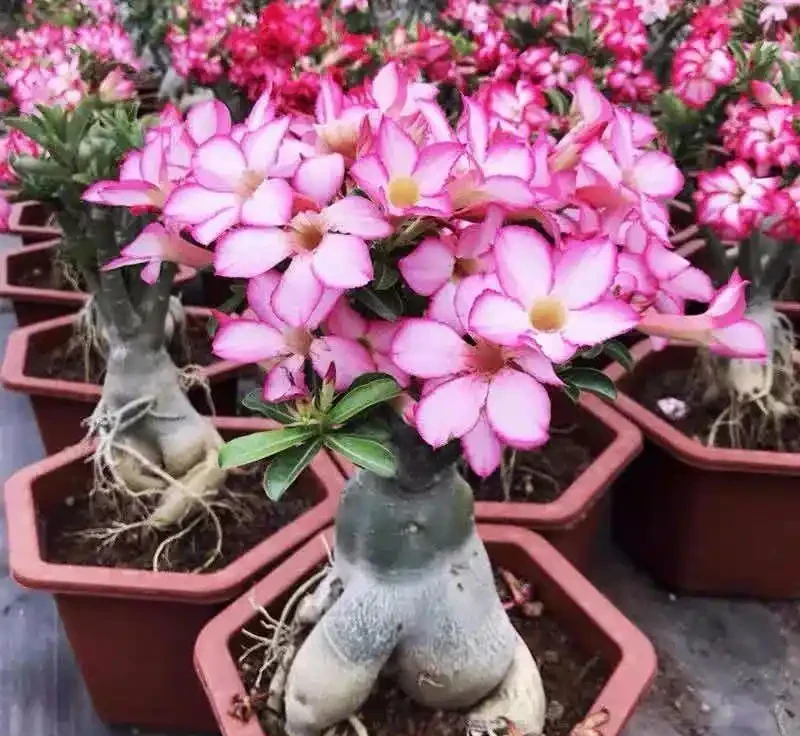 大家公認最好養的十六種花,養一盆旺一盆,你家養了幾種呢?