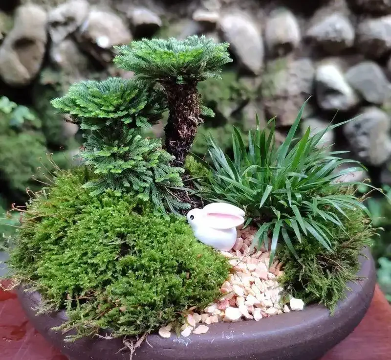 大家公認最好養的十六種花,養一盆旺一盆,你家養了幾種呢?