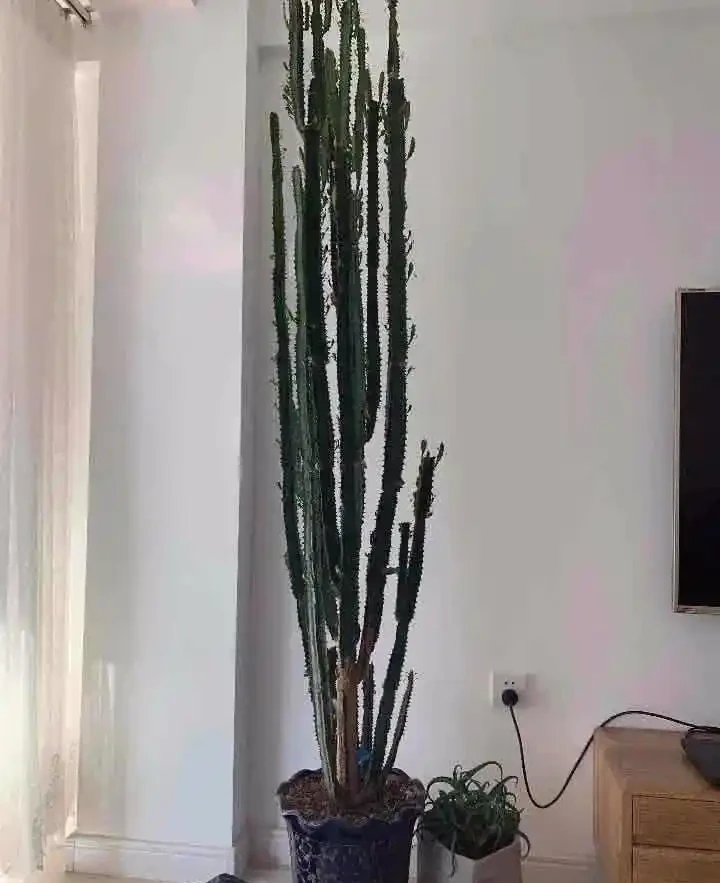 大家公認最好養的十六種花,養一盆旺一盆,你家養了幾種呢?