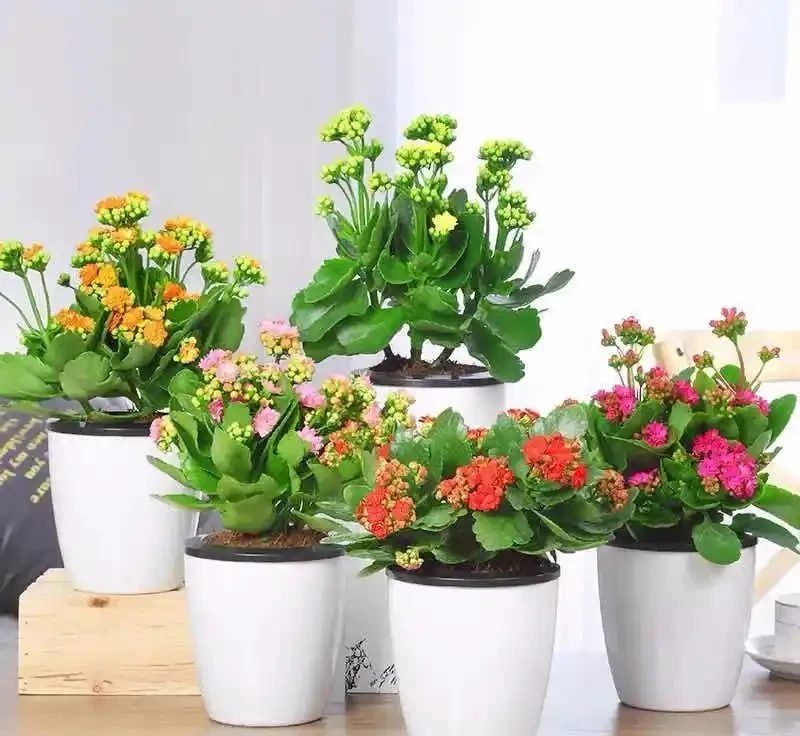 大家公認最好養的十六種花,養一盆旺一盆,你家養了幾種呢?