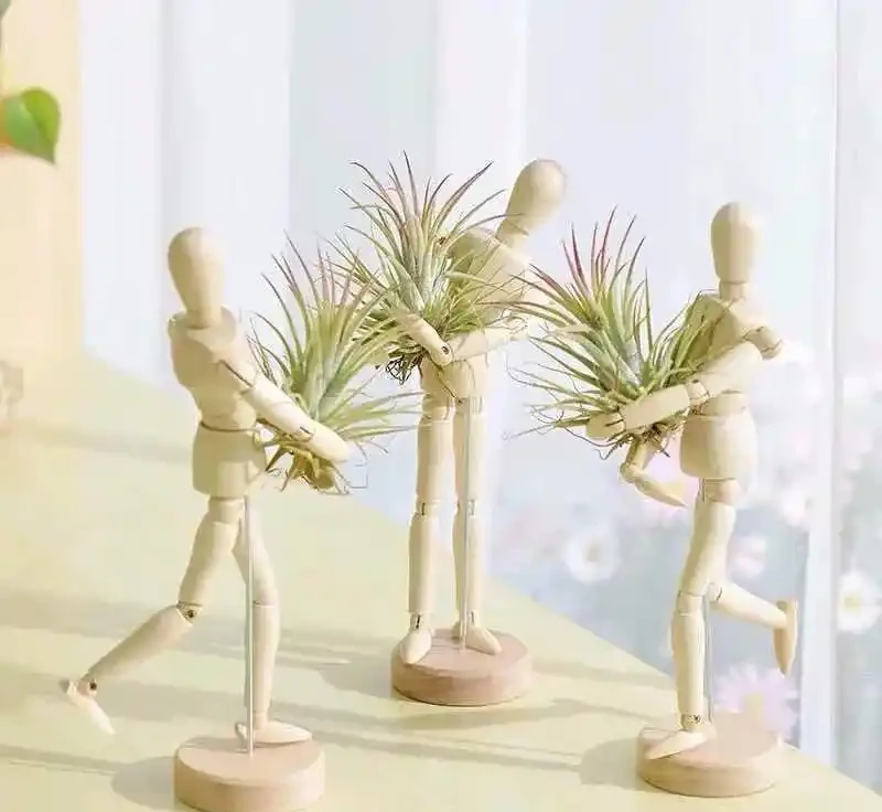 大家公認最好養的十六種花,養一盆旺一盆,你家養了幾種呢?