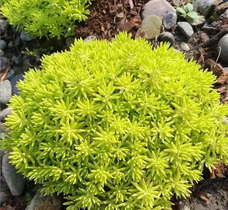 大家公認最好養的十六種花,養一盆旺一盆,你家養了幾種呢?