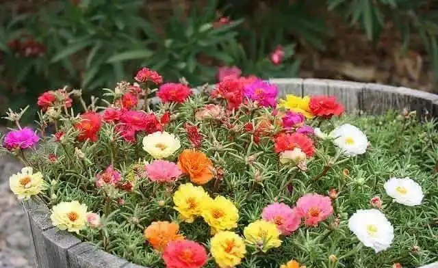 大家公認最好養的十六種花,養一盆旺一盆,你家養了幾種呢?
