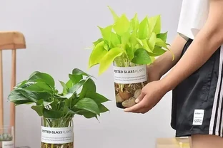 大家公認最好養的十六種花，養一盆旺一盆，你家養了幾種呢？