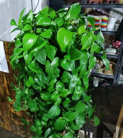 黃金葛養不好用點「尿素」,一月用一次,就像打了雞血似的瘋長不停