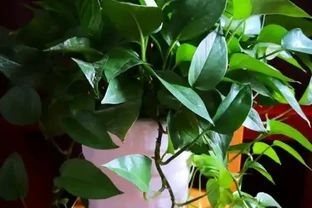 黃金葛養不好用點「尿素」，一月用一次，就像打了雞血似的瘋長不停
