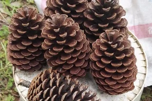 6種小東西墊花盆，花兒越長越精神，葉綠根壯、年年都能開滿盆！