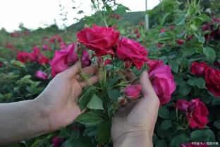 夏天玫瑰花多久澆一次水 你知道嗎