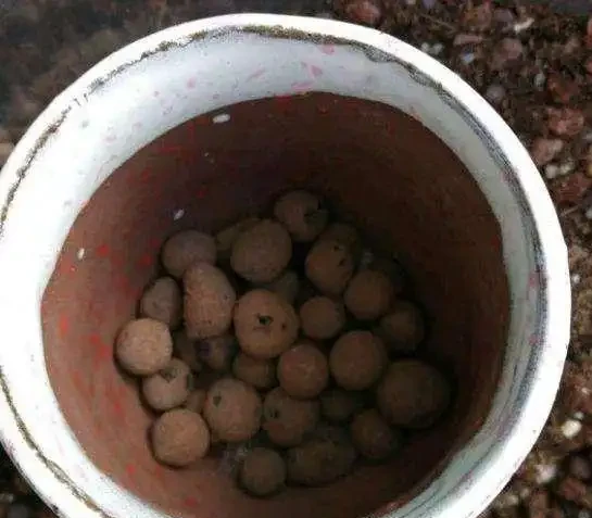 3種東西是墊盆底的好材料,種花前放一點,疏水透氣,花卉不腐根