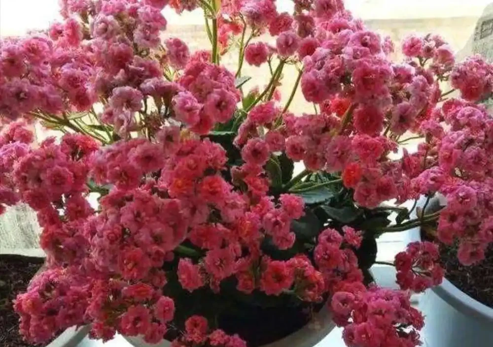 家中養花,施什麼肥能多開花?3種肥磷鉀肥,就能促進開花