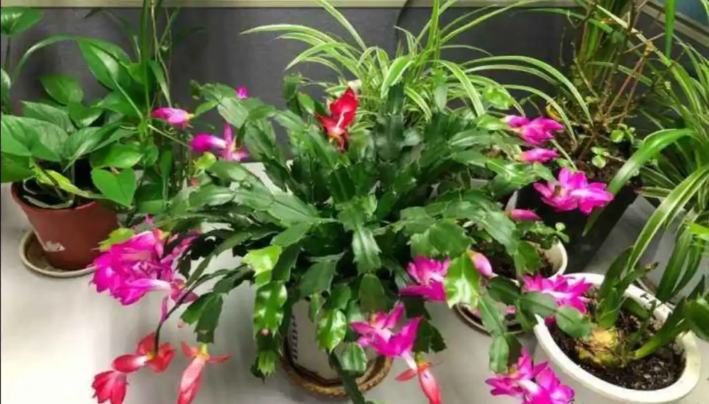 家中養花,施什麼肥能多開花?3種肥磷鉀肥,就能促進開花