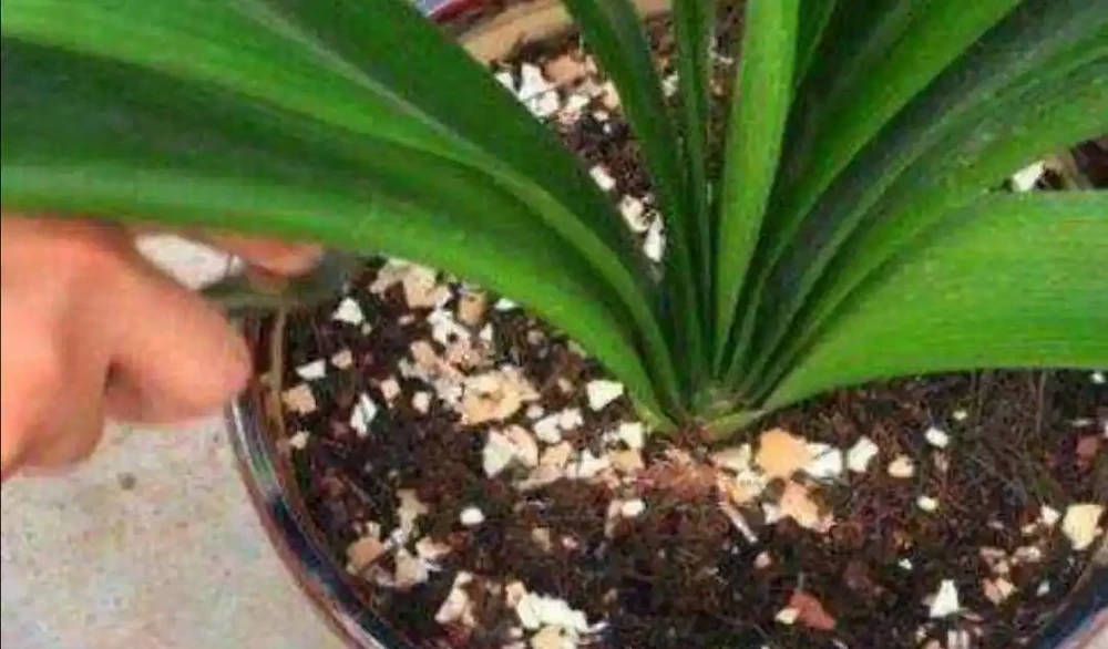 家中養花,施什麼肥能多開花?3種肥磷鉀肥,就能促進開花