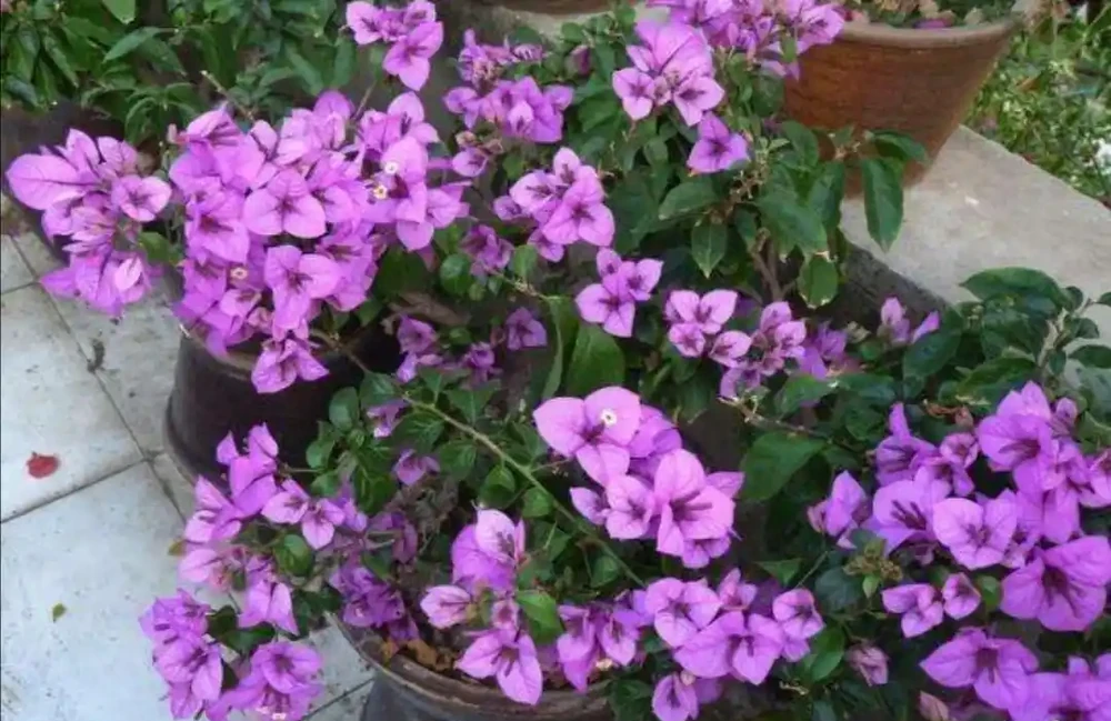 家中養花,施什麼肥能多開花?3種肥磷鉀肥,就能促進開花