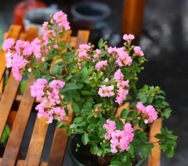 開花植物必備3種「促花肥」，效果是促花，多數人都選錯了
