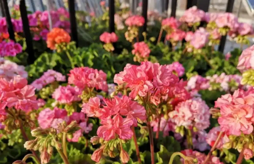 開花植物必備3種「促花肥」，效果是促花，多數人都選錯了