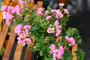 開花植物必備3種「促花肥」，效果是促花，多數人都選錯了