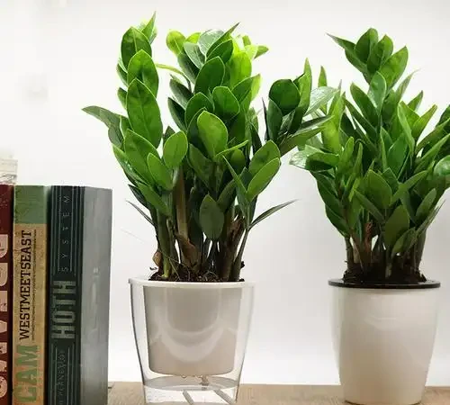 雪鐵芋葉片發黃變薄又不發側芽,一定是你這些地方沒有做好
