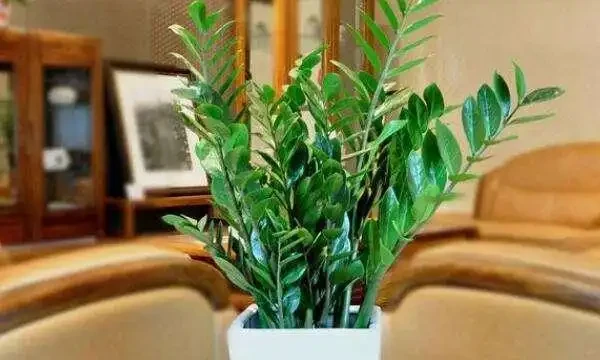 雪鐵芋葉片發黃變薄又不發側芽,一定是你這些地方沒有做好