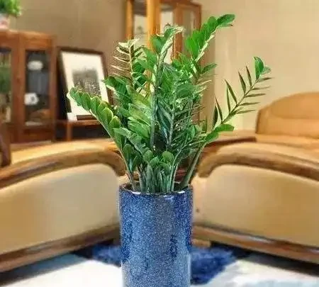 雪鐵芋葉片發黃變薄又不發側芽,一定是你這些地方沒有做好