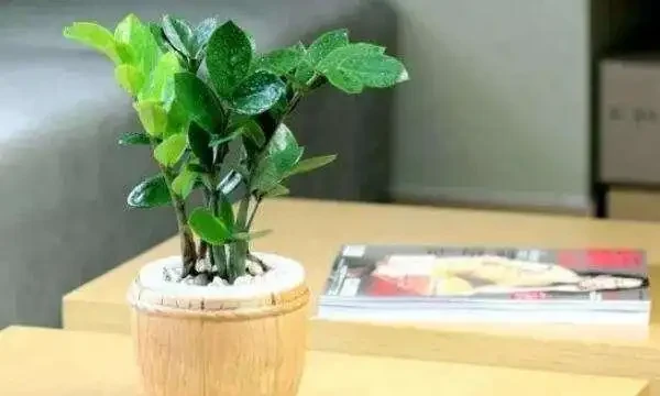 雪鐵芋葉片發黃變薄又不發側芽,一定是你這些地方沒有做好