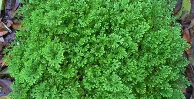 盆裡光禿禿,裝飾草你用過嗎?