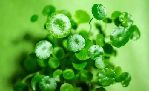 盆裡光禿禿,裝飾草你用過嗎?