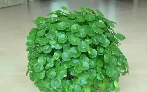 盆裡光禿禿,裝飾草你用過嗎?
