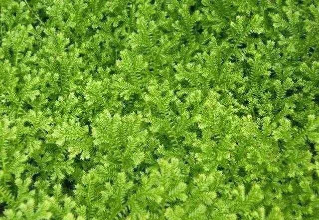 盆裡光禿禿,裝飾草你用過嗎?