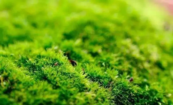 盆裡光禿禿,裝飾草你用過嗎?