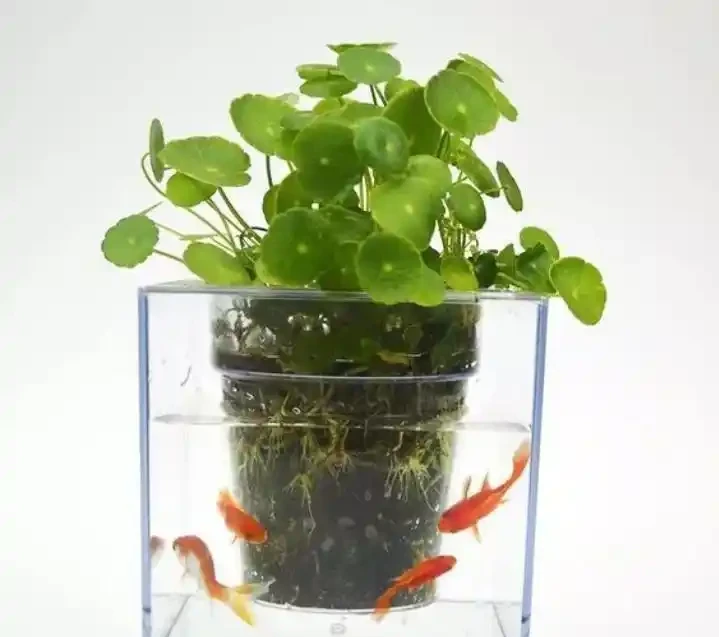 養花怕培養土積水,用這3種自制澆水神器,盆栽花再也不怕腐根