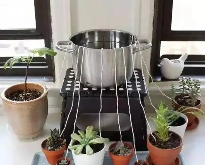 養花怕培養土積水,用這3種自制澆水神器,盆栽花再也不怕腐根