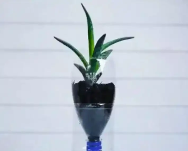 養花怕培養土積水,用這3種自制澆水神器,盆栽花再也不怕腐根