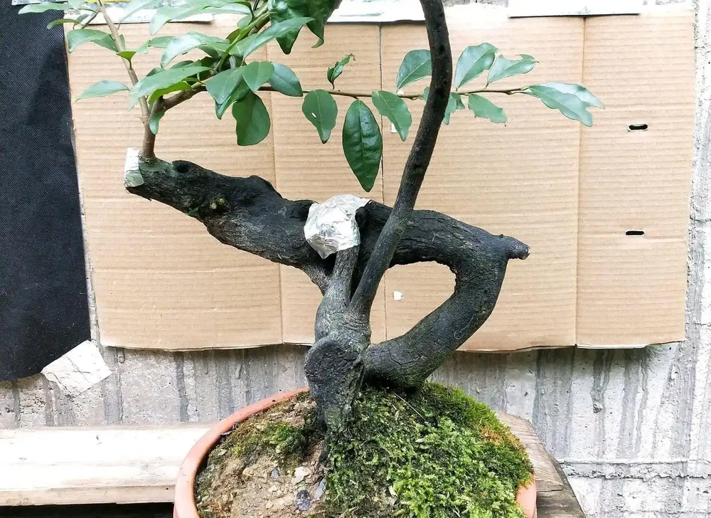 上盆半個月的金彈子盆景脫水萎蔫了怎麼辦?5個措施,秋季爆芽多